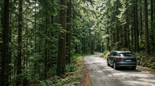 Fahrzeug fährt durch schattigen Waldweg im Sommer mit dichtem Blätterdach
